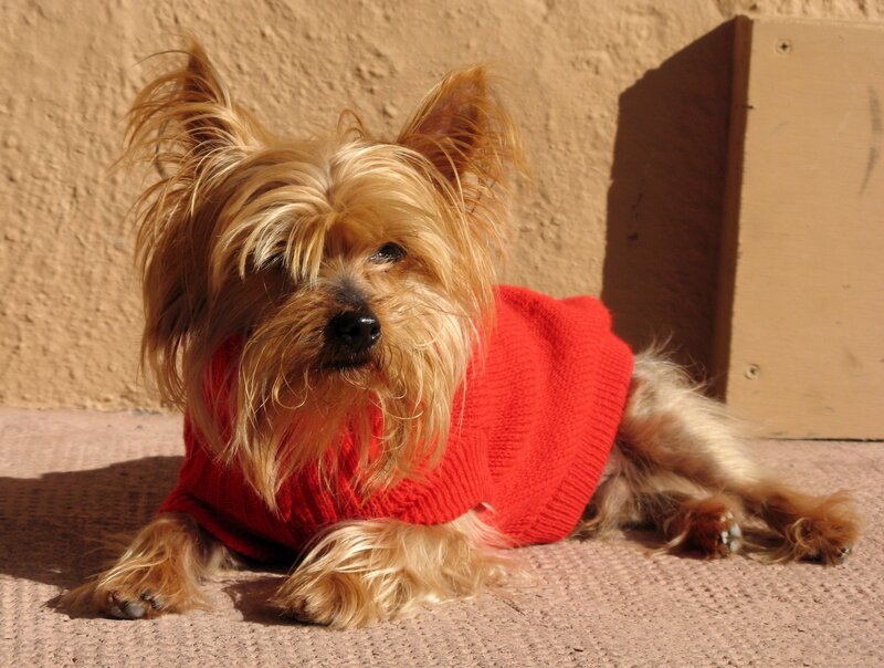 Yorkshire Terrier Dog — Red, Calm