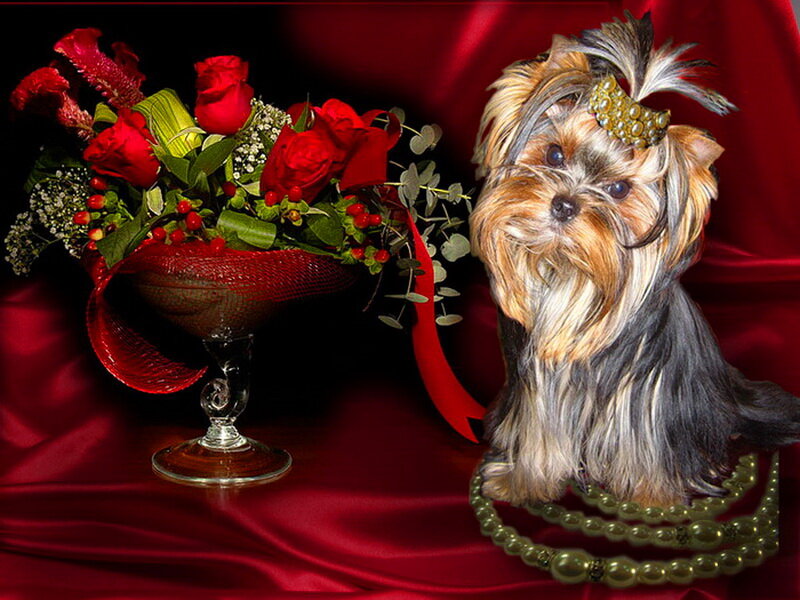 Yorkshire Terrier Dog — Red, Dramatic