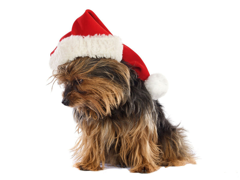 Yorkshire Terrier Dog — Red, Festive