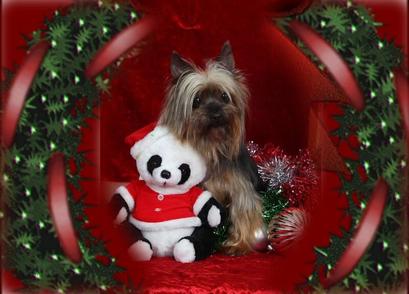Yorkshire Terrier Dog — Red, Festive, Winter