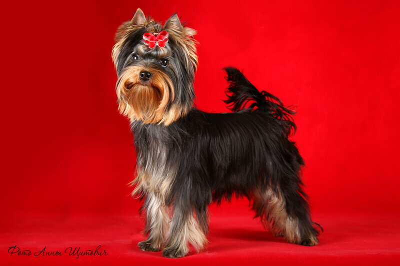 Yorkshire Terrier Dog — Red, Posed