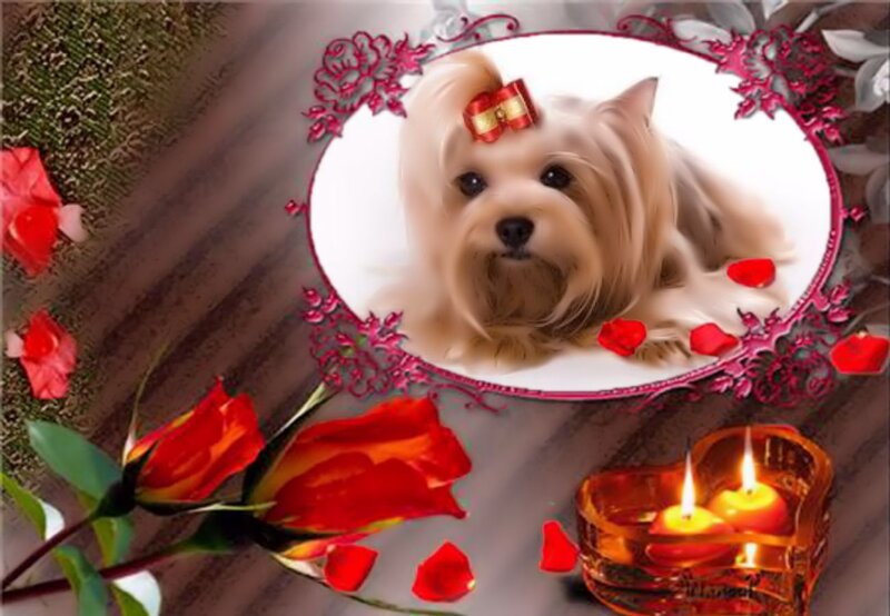 Yorkshire Terrier Dog — Red, Romantic