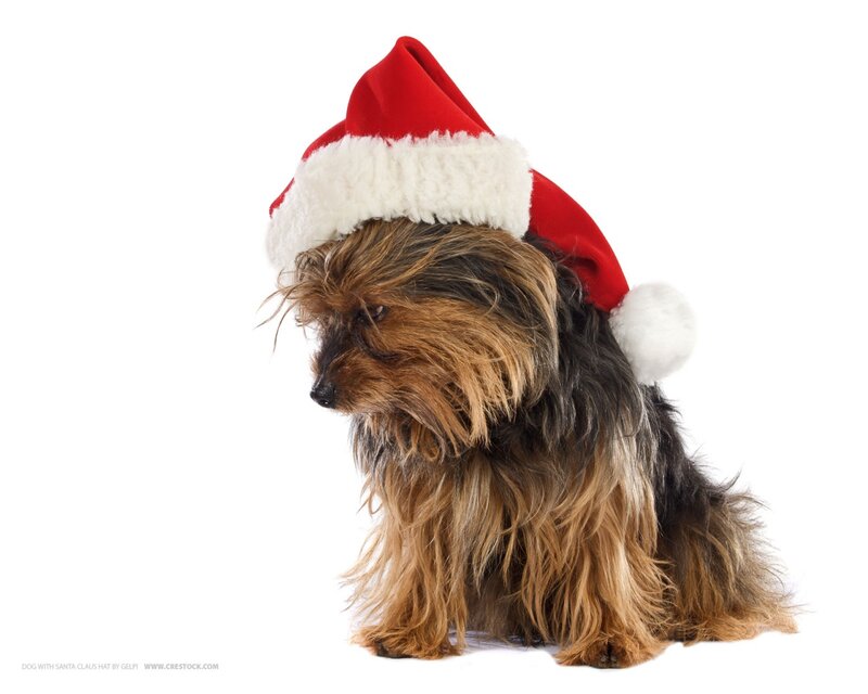 Yorkshire Terrier Dog — Red
