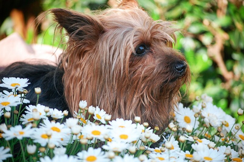 Yorkshire Terrier Dog — White, Calm, Afternoon