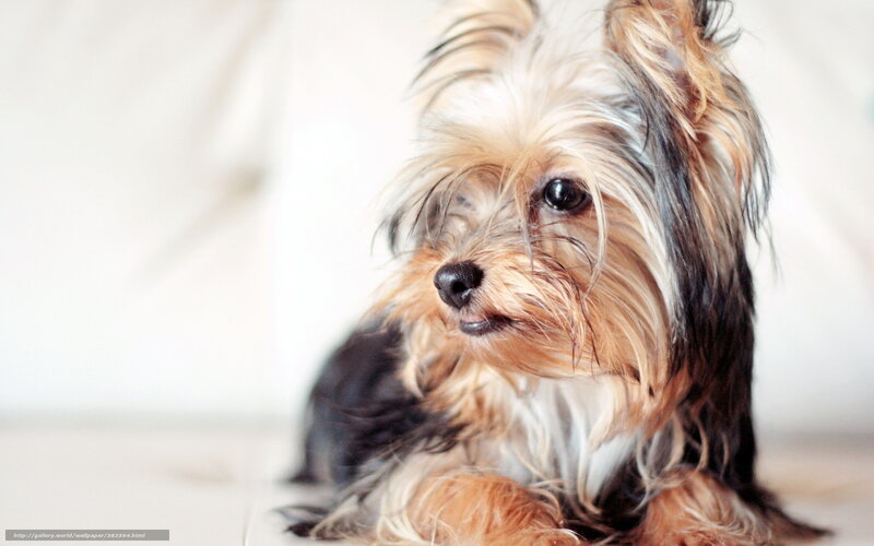 Yorkshire Terrier Dog — White, Calm, Photograph, Floor