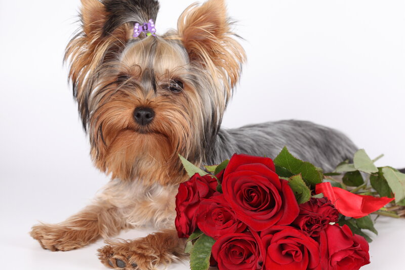 Yorkshire Terrier Dog — White, Calm