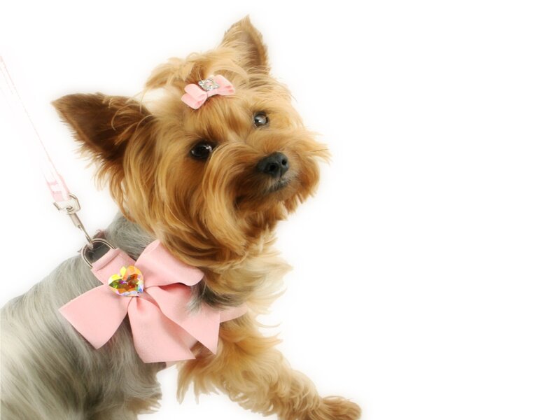 Yorkshire Terrier Dog — White, Cute