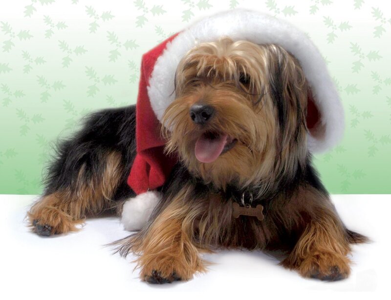 Yorkshire Terrier Dog — White