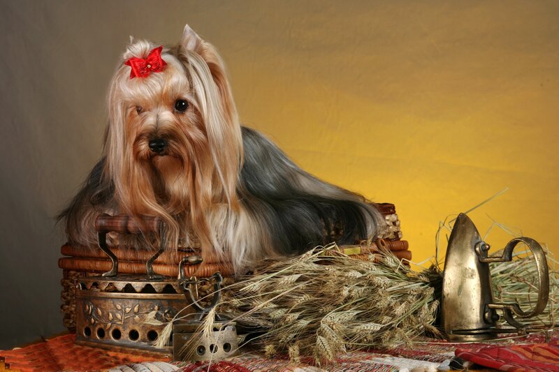 Yorkshire Terrier Dog — Yellow, Calm, Photograph