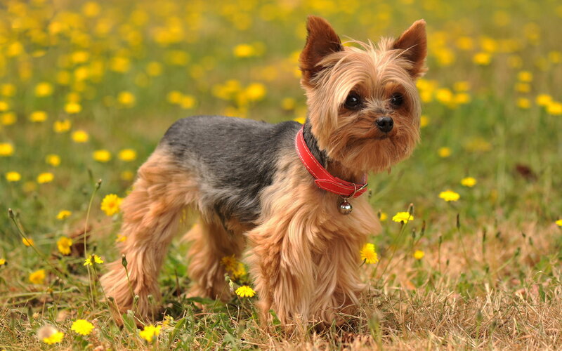 Yorkshire Terrier Dog — Yellow, Calm, Spring