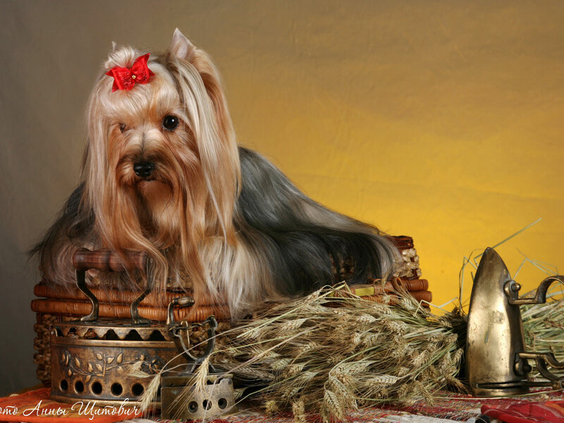 Yorkshire Terrier Dog — Yellow, Calm