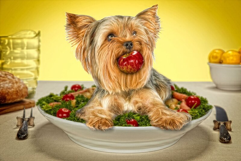 Yorkshire Terrier Dog — Yellow