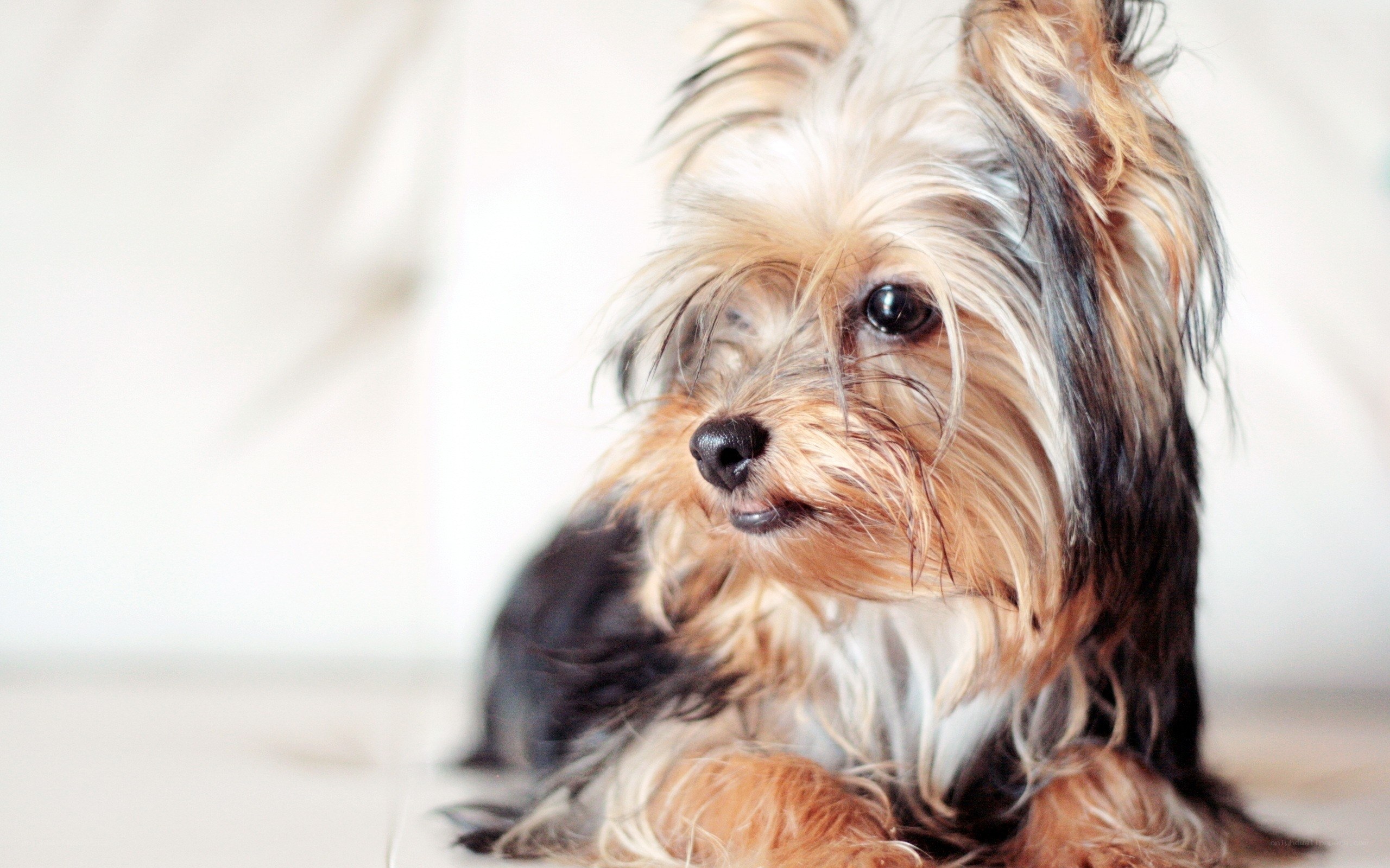 Yorkshire Terrier Dog