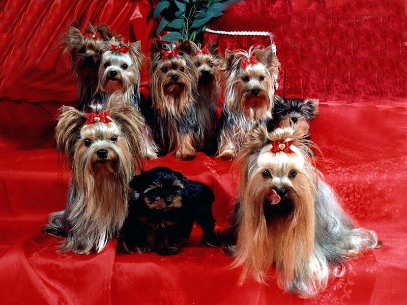 Yorkshire Terrier Dogs