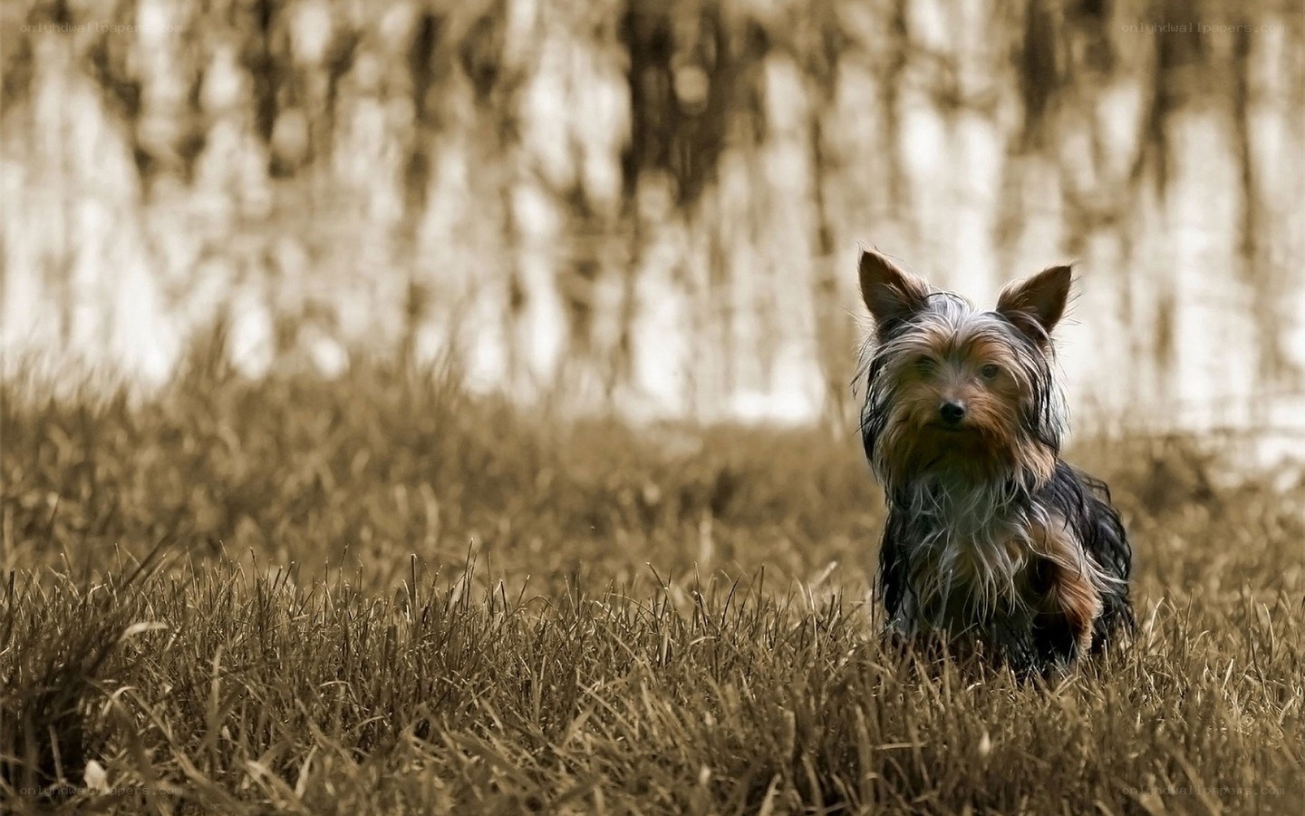 Yorkshire terrier in a field
