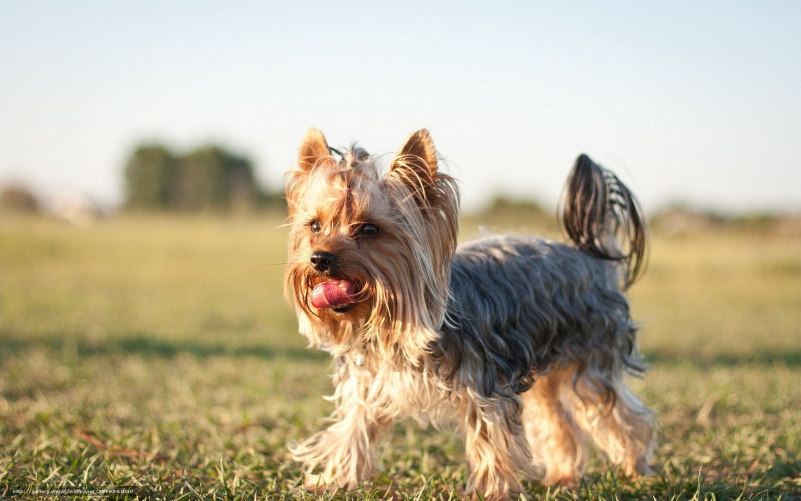 Yorkshire terrier in a field