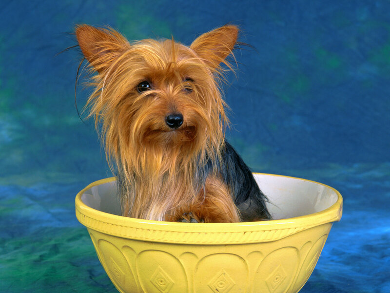 Yorkshire Terrier in Bowl — Yellow
