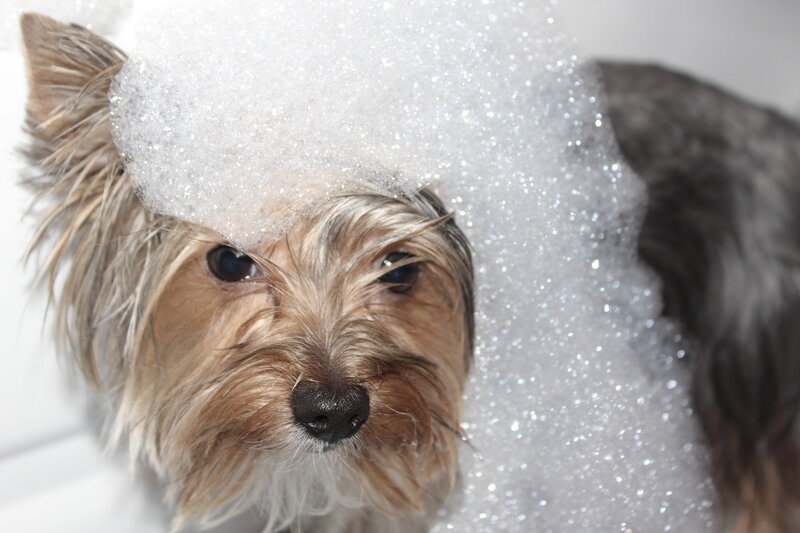 Yorkshire Terrier in Bubbles