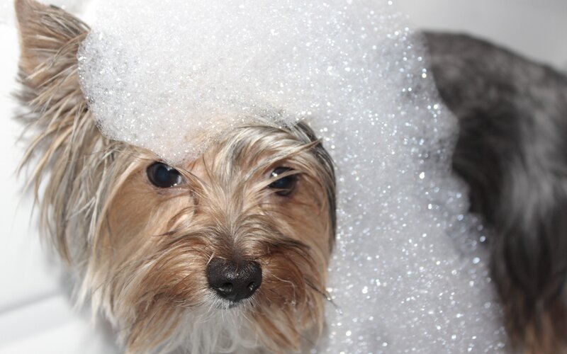 Yorkshire Terrier in Bubbles — White