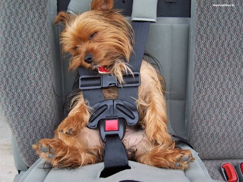 Yorkshire Terrier in Car Seat