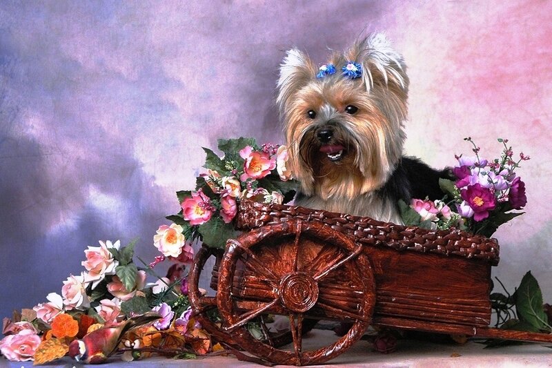 Yorkshire Terrier in Cart
