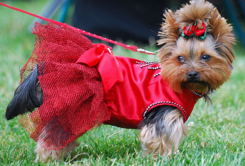 Yorkshire Terrier in Dress
