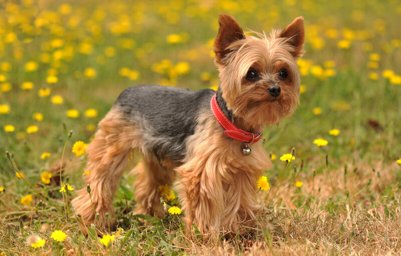 Yorkshire Terrier in Field