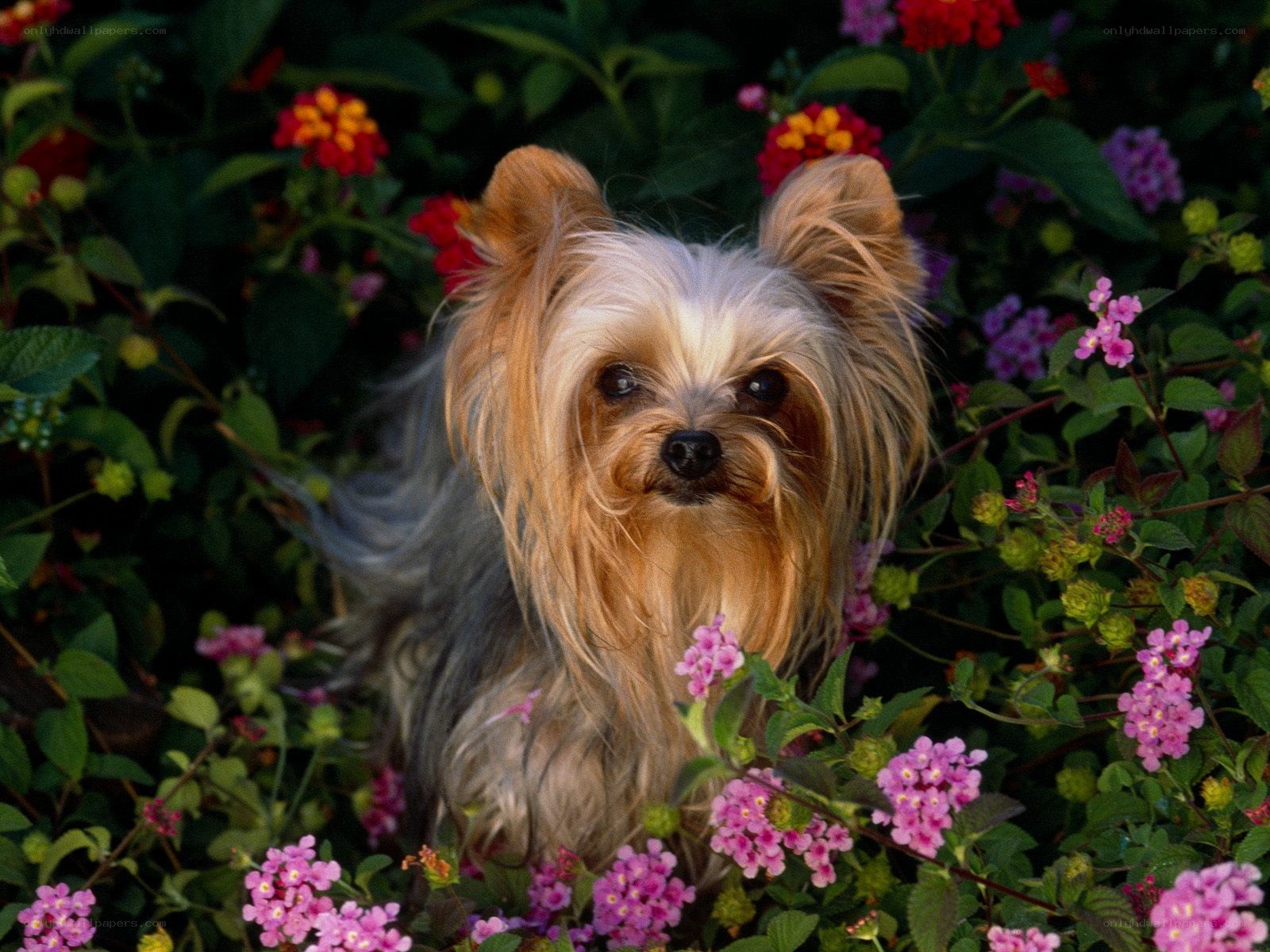 Yorkshire Terrier in Flowers