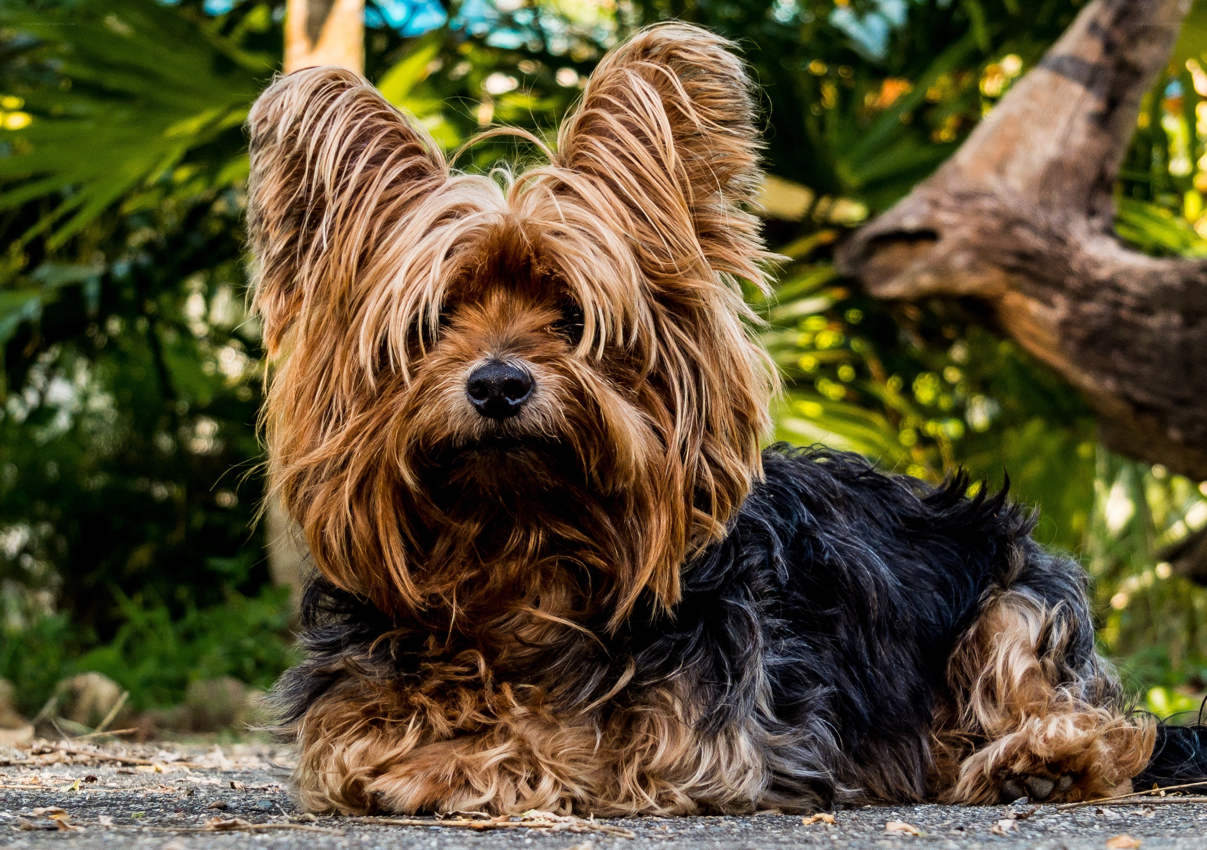 Yorkshire Terrier in Garden
