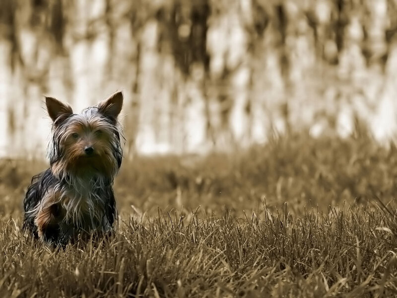 Yorkshire Terrier in Grass — Brown