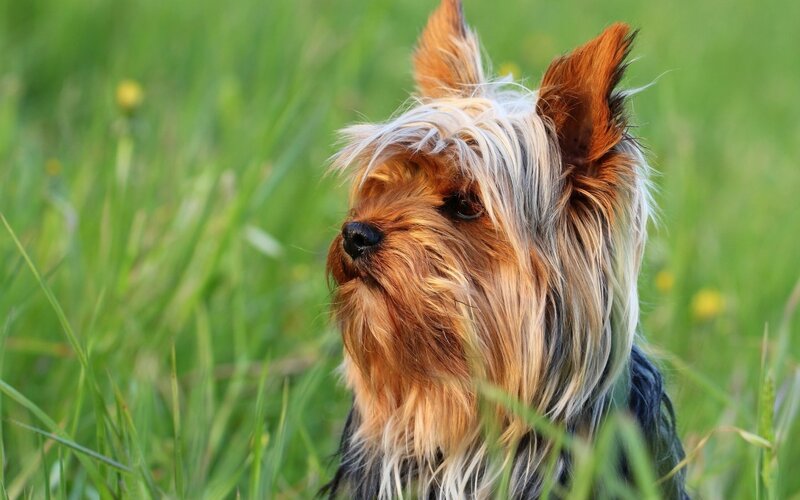 Yorkshire Terrier in Grass — Green