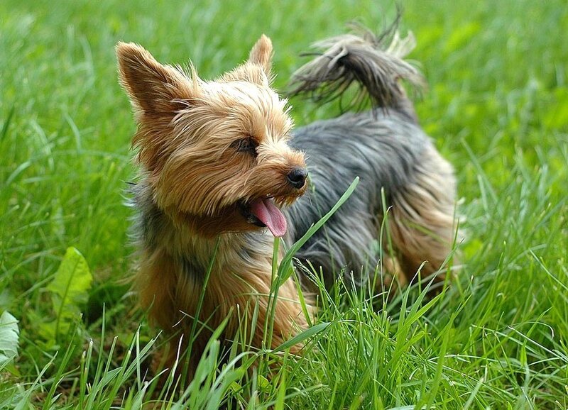 Yorkshire terrier in grass