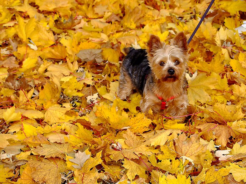 Yorkshire Terrier in Leaves