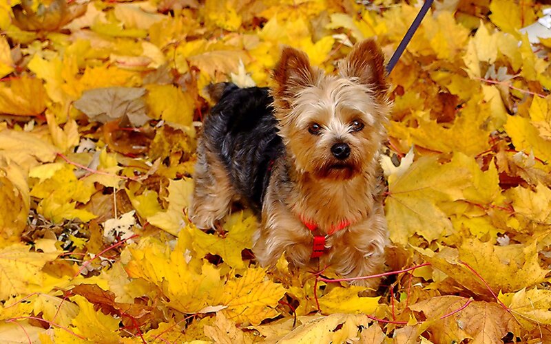 Yorkshire Terrier in Leaves — Yellow