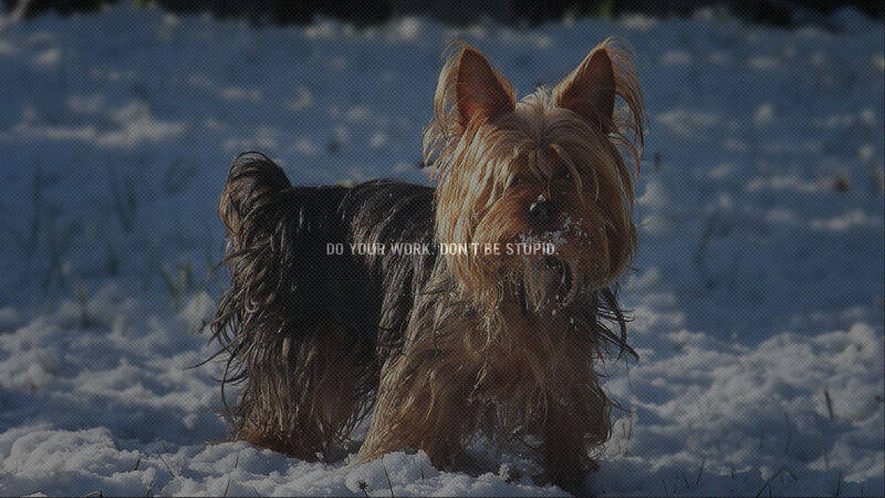 Yorkshire Terrier in Snow