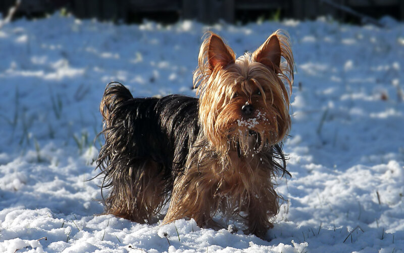 Yorkshire Terrier in Snow — White