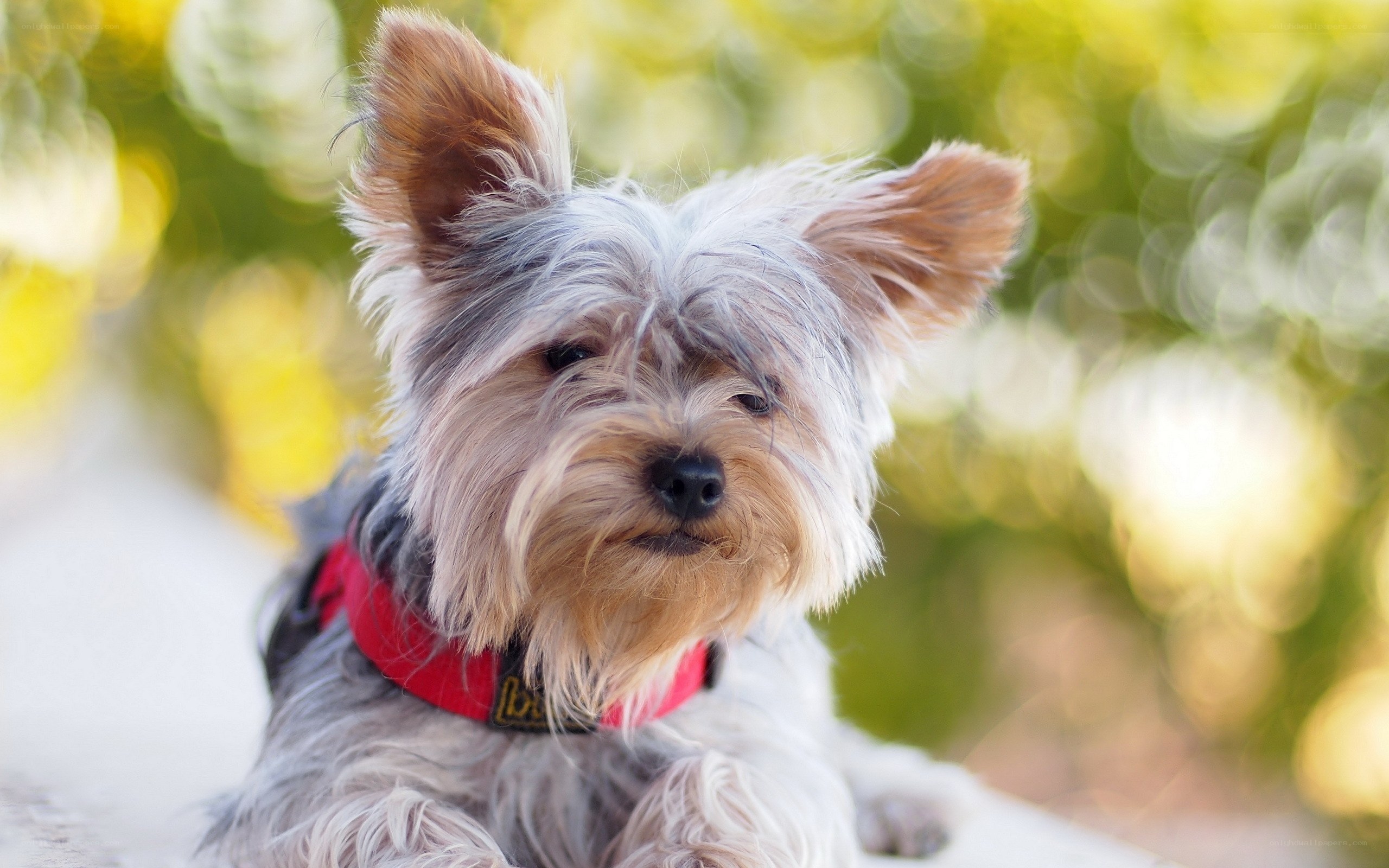 Yorkshire Terrier in Sunlight