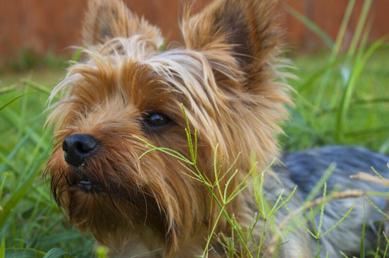 Yorkshire Terrier in the Grass