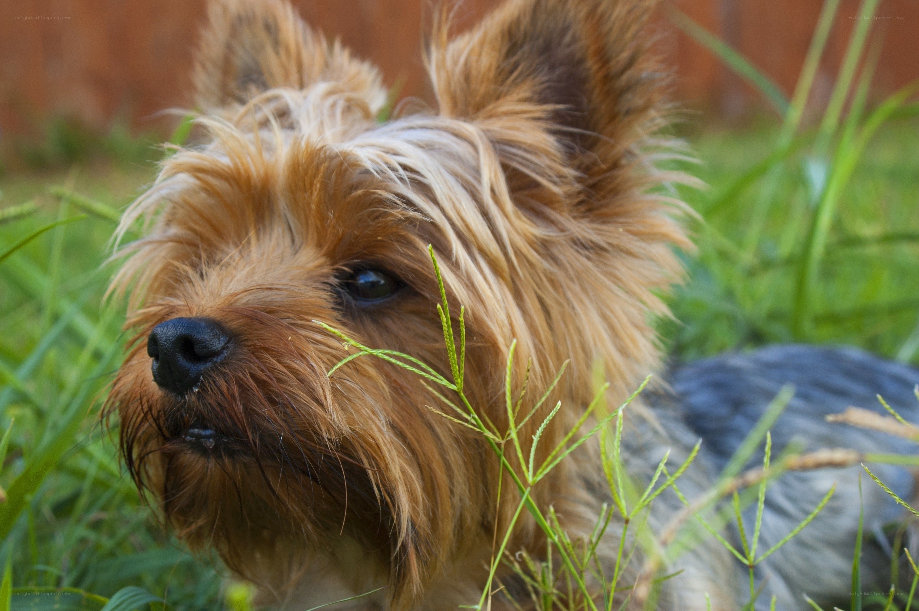 Yorkshire Terrier in the Grass