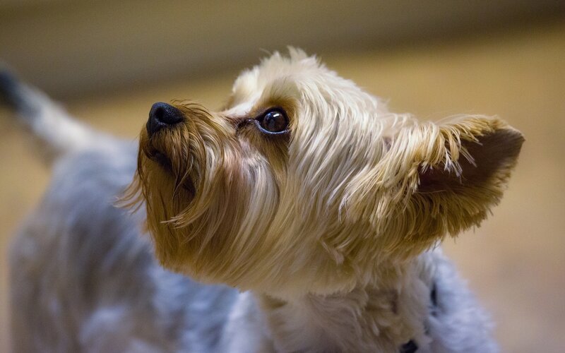 Yorkshire Terrier looking up