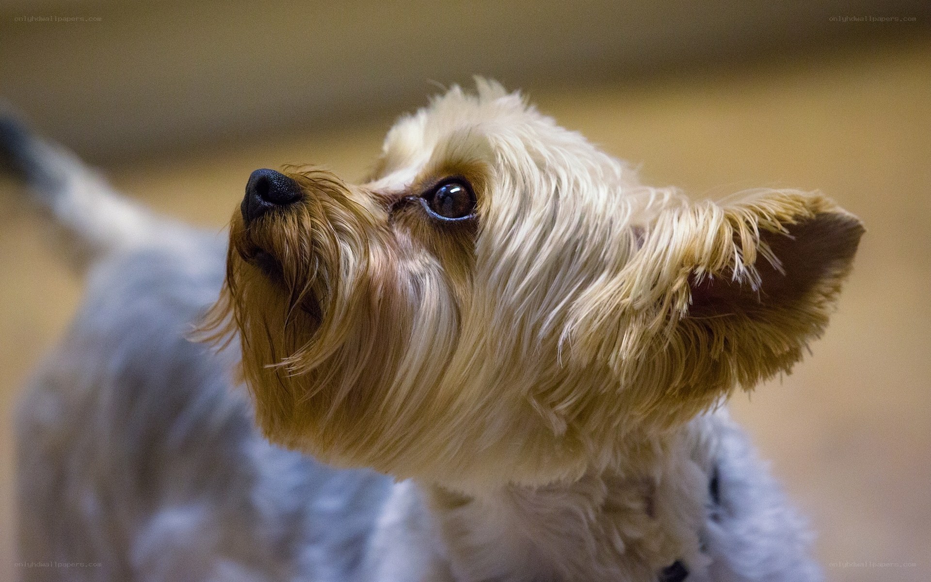 Yorkshire Terrier looking up