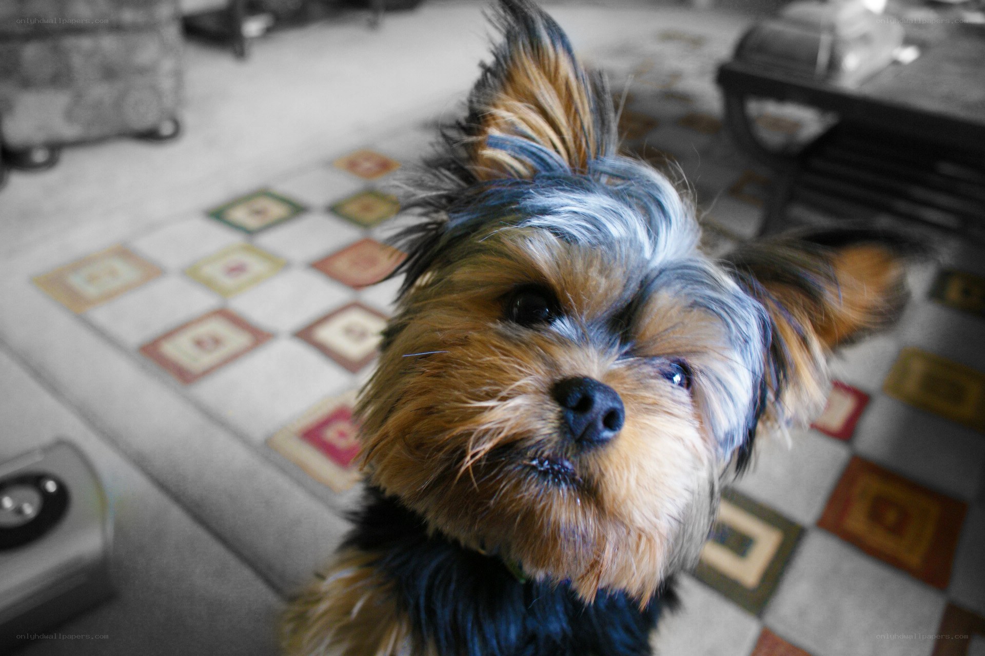 Yorkshire terrier looking up