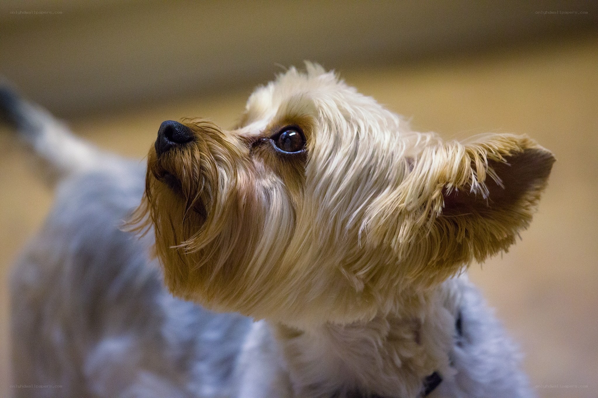Yorkshire Terrier Looking Up