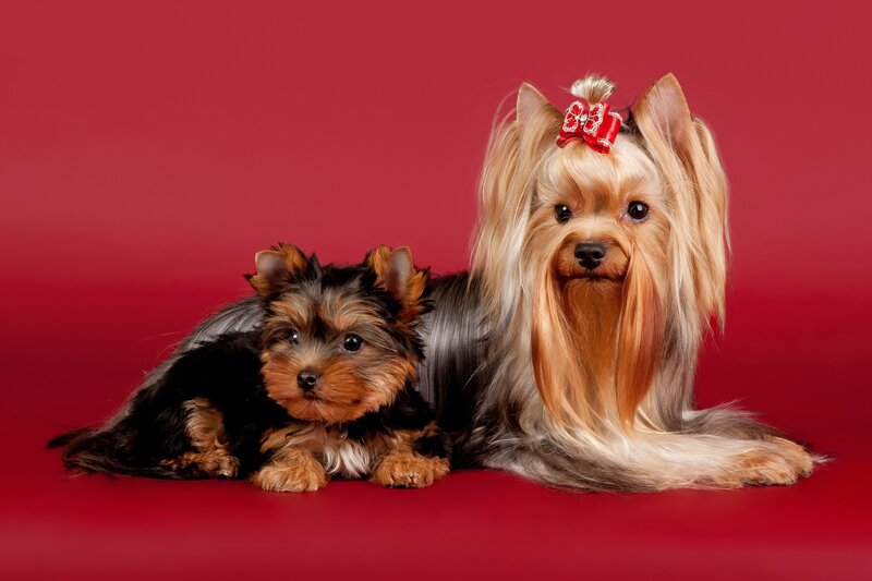 Yorkshire Terrier mother and puppy