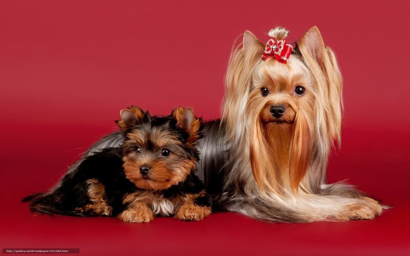 Yorkshire Terrier Mother and Puppy