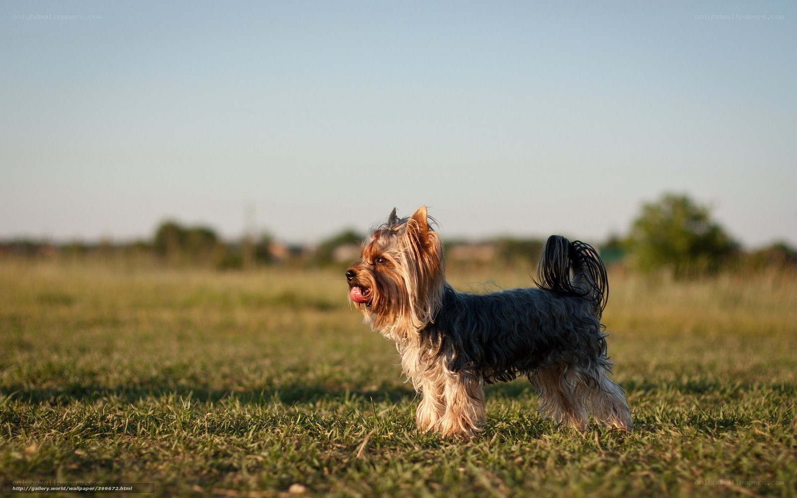 Yorkshire Terrier on a grassy field