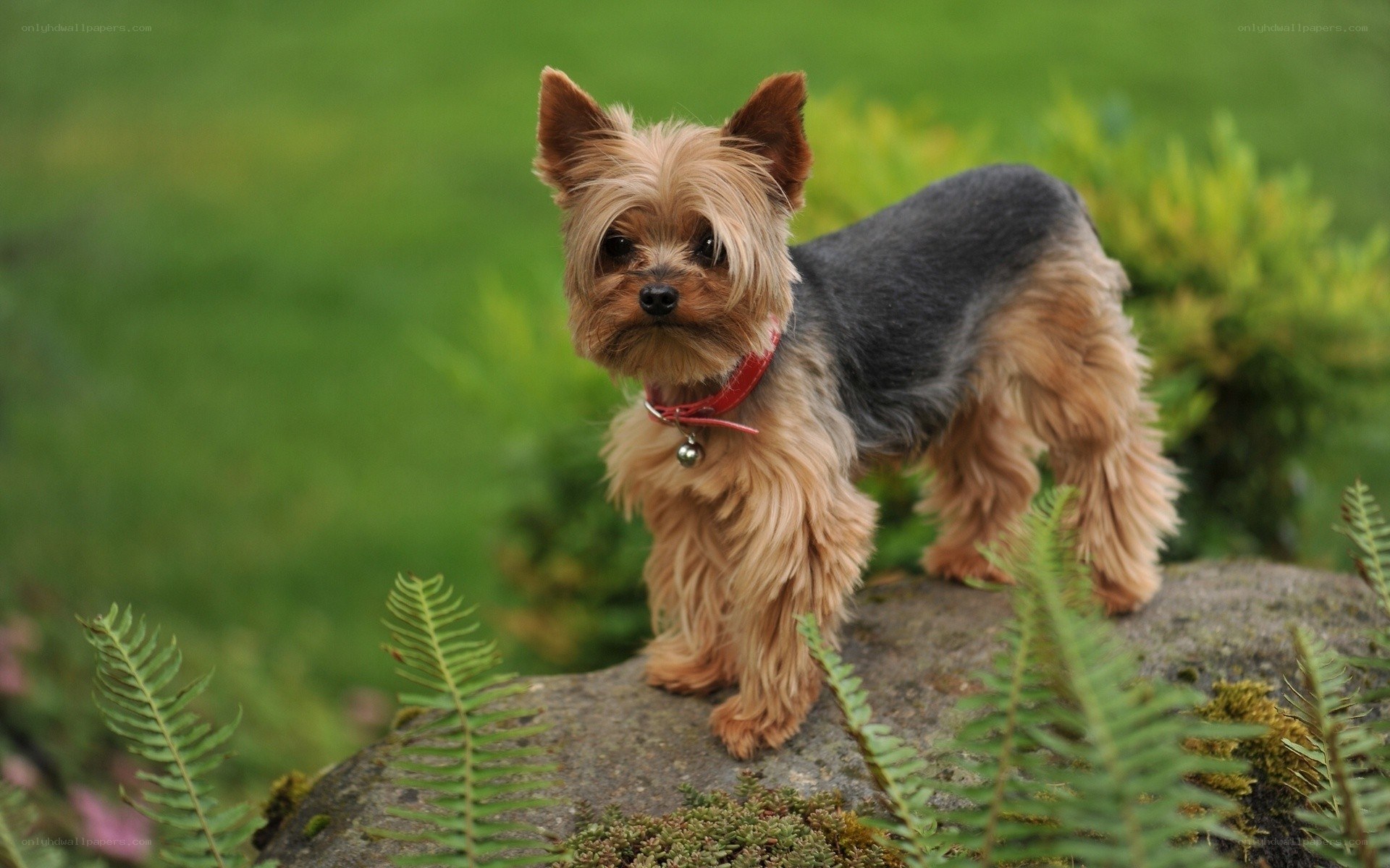 Yorkshire Terrier on a Rock