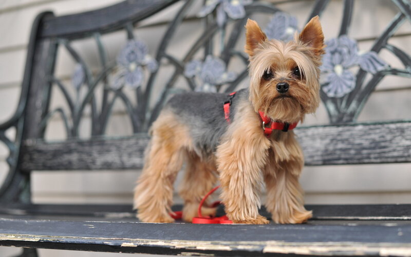 Yorkshire Terrier on Bench — Brown