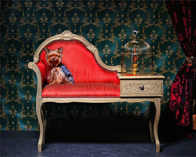Yorkshire Terrier on Bench
