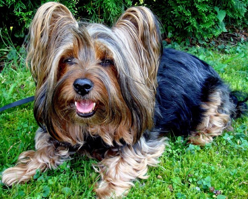 Yorkshire Terrier on grass